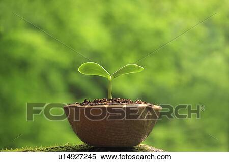 Stock Photography - Potted Sprout. Fotosearch