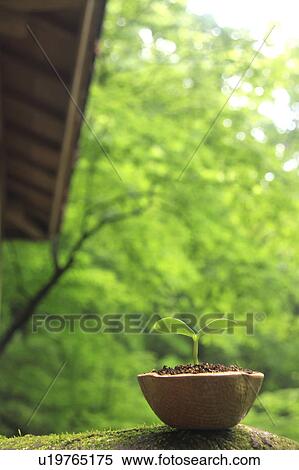 Stock Photography - Potted Sprout. Fotosearch