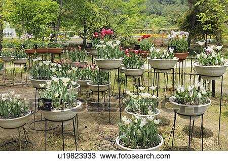 Stock Image - Potted tulips, Tulip garden, Hyogo Prefecture, Honshu, Japan. Fotosearch