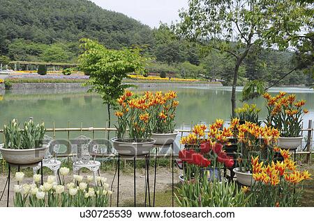 Potted tulips, Tulip garden, Hyogo Prefecture, Honshu, Japan View Large Photo Image Stock Photo - Potted tulips, Tulip garden, Hyogo Prefecture, Honshu, Japan. Fotosearch