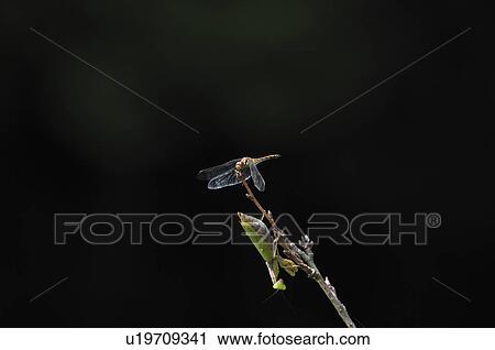 Stock Image - Praying mantis and dragonfly, Chiba Prefecture, Honshu, Japan. Fotosearch