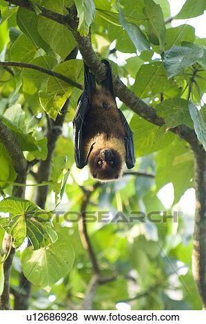 Pteropus dasymallus yayeyamae Kuroda hanging from tree, Okinawa Prefecture, Japan View Large Photo Image Stock Photo - Pteropus dasymallus yayeyamae Kuroda hanging from tree, Okinawa Prefecture, Japan. Fotosearch