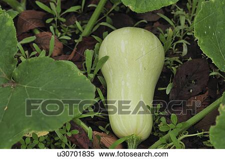 Pumpkin, Chiba Prefecture, Honshu, Japan View Large Photo Image Stock Photography - Pumpkin, Chiba Prefecture, Honshu, Japan. Fotosearch