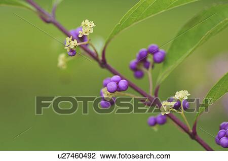Stock Image - Purple Beautyberries (Callicarpa dichotoma), Chiba Prefecture, Honshu, Japan. Fotosearch