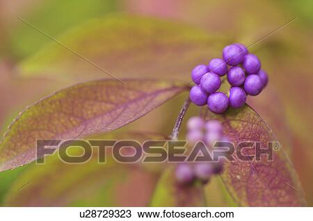Stock Image - Purple Beautyberries (Callicarpa dichotoma), Chiba Prefecture, Honshu, Japan. Fotosearch