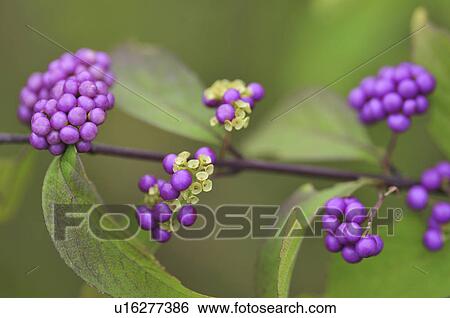 Purple Beautyberries (Callicarpa dichotoma), Chiba Prefecture, Honshu, Japan View Large Photo Image Stock Photograph - Purple Beautyberries (Callicarpa dichotoma), Chiba Prefecture, Honshu, Japan. Fotosearch