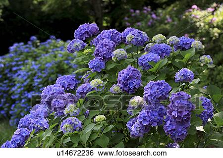 Stock Photograph - Purple Hydrangea Flowers. Fotosearch