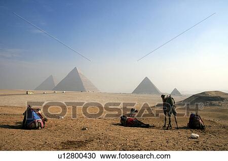 Stock Image - Pyramids and camels, Giza, Egypt. Fotosearch