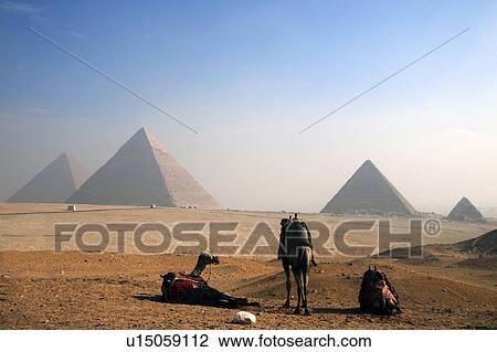 Stock Image - Pyramids and camels, Giza, Egypt. Fotosearch