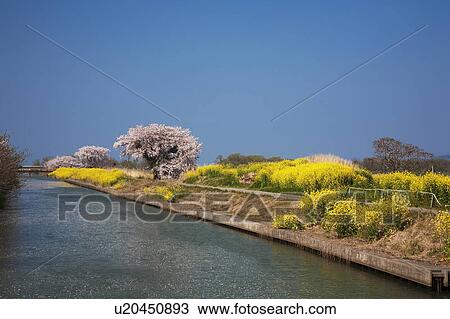 Stock Image - Rape Blossom Blooming at the Riverside. Fotosearch