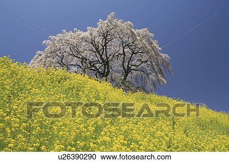 Stock Image - Rape Blossom Field and Cherry Blossom Tree. Fotosearch