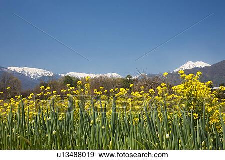 Rape Blossom Field and Snowcapped Mountains in the Background View Large Photo Image Stock Photo - Rape Blossom Field and Snowcapped Mountains in the Background. Fotosearch