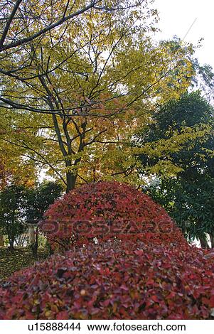 Red Autumn Leaves View Large Photo Image Picture - Red Autumn Leaves. Fotosearch