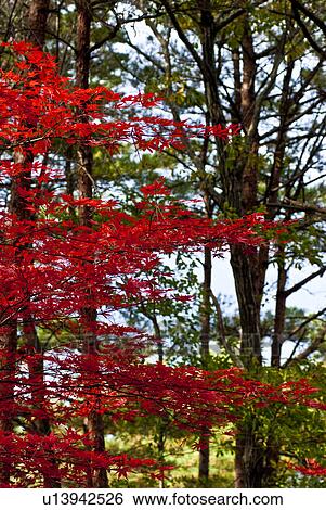 Red Autumnal Leaves View Large Photo Image Stock Photograph - Red Autumnal Leaves. Fotosearch