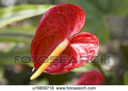 Stock Photo - Red flamingo lily (Anthurium andraeanum). Fotosearch