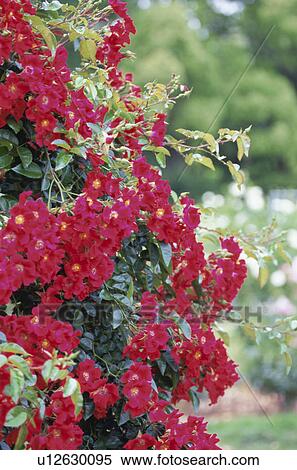 Stock Photography - Red flowers, Kyoto Prefecture, Honshu, Japan. Fotosearch