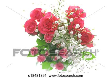 Stock Image - Red roses and Gypsophila . Fotosearch