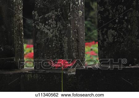 Stock Image - Red Spider Lily and Gravestone. Fotosearch