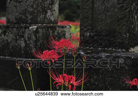 Red Spider Lily and Gravestone View Large Photo Image Stock Photo - Red Spider Lily and Gravestone. Fotosearch