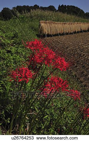 Stock Image - Red Spider Lily and the Rice Field. Fotosearch
