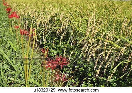 Stock Photo - Red Spider Lily and the Rice Field. Fotosearch