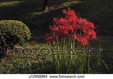 Picture - Red Spider Lily Blooming in the Japanese Garden. Fotosearch