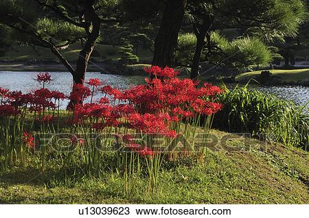Stock Image - Red Spider Lily Blooming in the Japanese Garden. Fotosearch