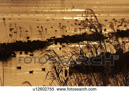 Reeds by Lake View Large Photo Image Stock Photography - Reeds by Lake. Fotosearch