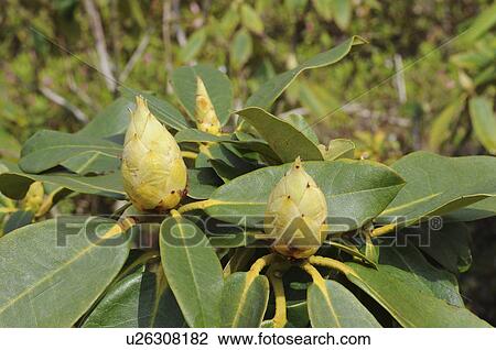 Stock Image - Rhododendron, Okayama Prefecture, Honshu, Japan. Fotosearch