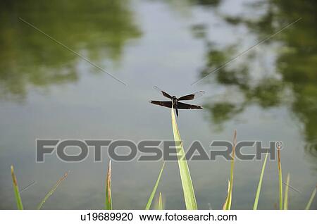 Stock Image - Rhyothemis fuliginosa resting on grass, Tokyo Prefecture, Honshu, Japan. Fotosearch