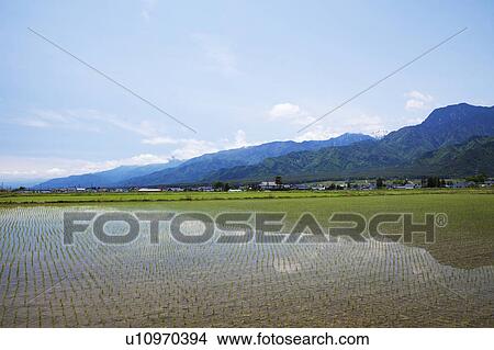 Picture - Rice Field and Mountains in the Background. Fotosearch