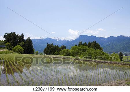 Stock Photo - Rice Field and Mountains in the Background. Fotosearch