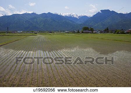 Rice Field and Mountains in the Background View Large Photo Image Stock Photograph - Rice Field and Mountains in the Background. Fotosearch