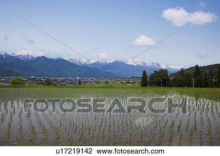 Rice Field and Snowcapped Mountains in the Background View Large Photo Image Stock Image - Rice Field and Snowcapped Mountains in the Background. Fotosearch