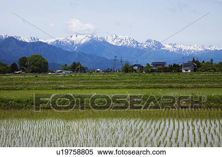 Stock Photography - Rice Field and Snowcapped Mountains in the Background. Fotosearch