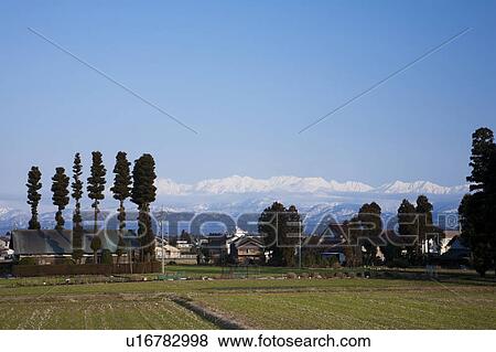 Stock Photo - Rice field and Tateyama Mountain Range, Toyama Prefecture, Honshu, Japan. Fotosearch