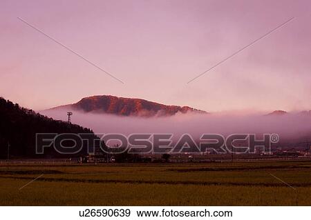 Stock Photo - Rice field at dawn, Fukui Prefecture, Honshu, Japan. Fotosearch