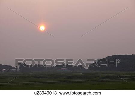 Stock Image - Rice field at dawn, Niigata Prefecture, Honshu, Japan. Fotosearch