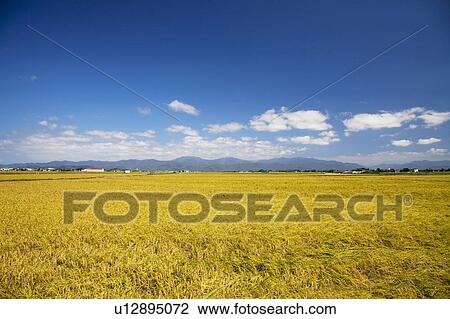 Rice field, Fukui Prefecture, Honshu, Japan View Large Photo Image Stock Image - Rice field, Fukui Prefecture, Honshu, Japan. Fotosearch