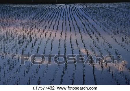 Stock Image - Rice paddy at dusk, Shiga Prefecture, Honshu, Japan. Fotosearch