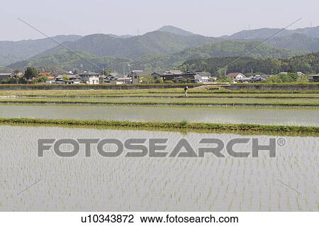 Rice paddy, Hyogo Prefecture, Honshu, Japan View Large Photo Image Stock Image - Rice paddy, Hyogo Prefecture, Honshu, Japan. Fotosearch