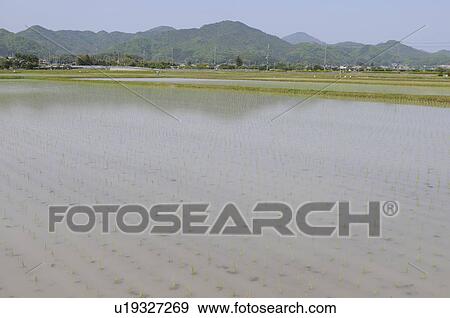 Stock Photo - Rice paddy, Hyogo Prefecture, Honshu, Japan. Fotosearch