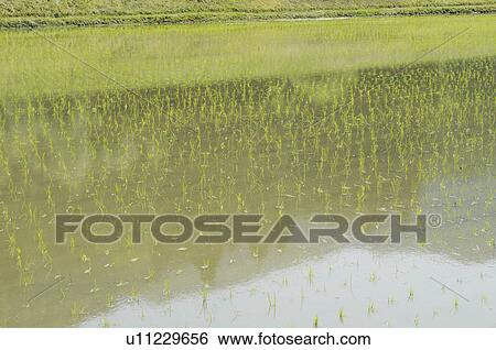 Stock Photograph - Rice paddy, Hyogo Prefecture, Honshu, Japan. Fotosearch