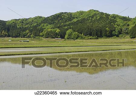 Rice paddy, Hyogo Prefecture, Honshu, Japan View Large Photo Image Stock Photography - Rice paddy, Hyogo Prefecture, Honshu, Japan. Fotosearch