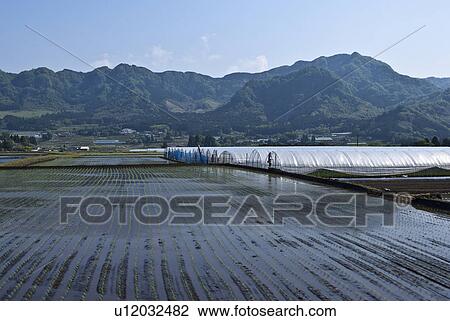 Stock Image - Rice Paddy. Fotosearch