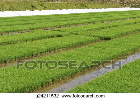 Stock Image - Rice seedlings in a rice paddy, Hyogo Prefecture, Honshu, Japan. Fotosearch