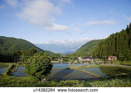 Picture - Rice Terrace at Aoni Shuuraku and The Japanese Alps, Nagano Prefecture, Honshu, Japan. Fotosearch