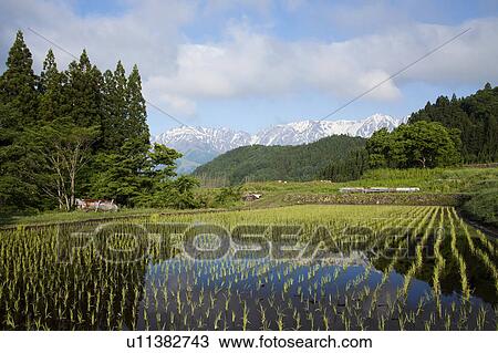 Stock Image - Rice Terrace at Aoni Shuuraku and The Japanese Alps, Nagano Prefecture, Honshu, Japan. Fotosearch