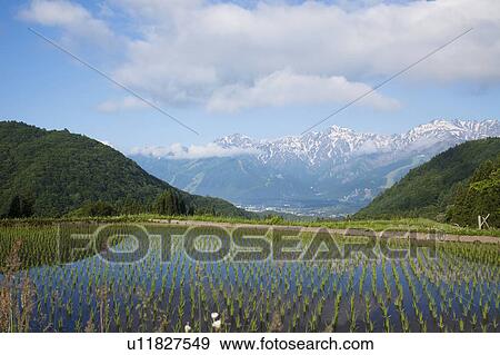 Stock Photo - Rice Terrace at Aoni Shuuraku and The Japanese Alps, Nagano Prefecture, Honshu, Japan. Fotosearch