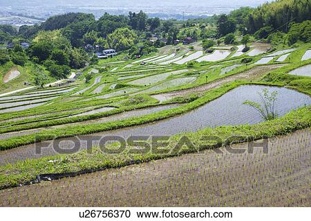 Stock Image - Rice Terrace at Inagura, Nagano Prefecture, Honshu, Japan. Fotosearch